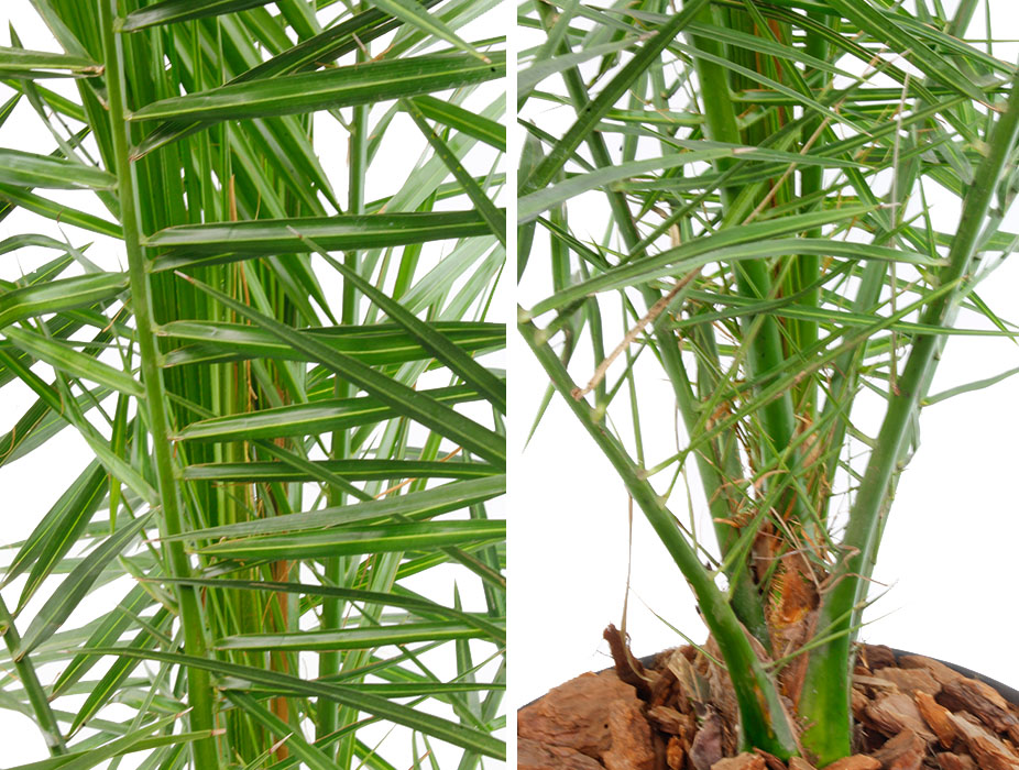 Blatt und Stiel von Phoenix Canariensis 