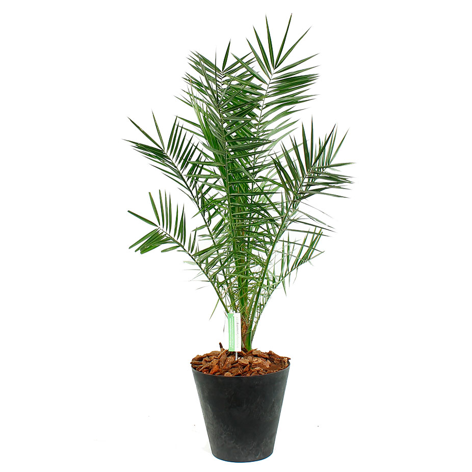 Phoenix Canariensis im Topf