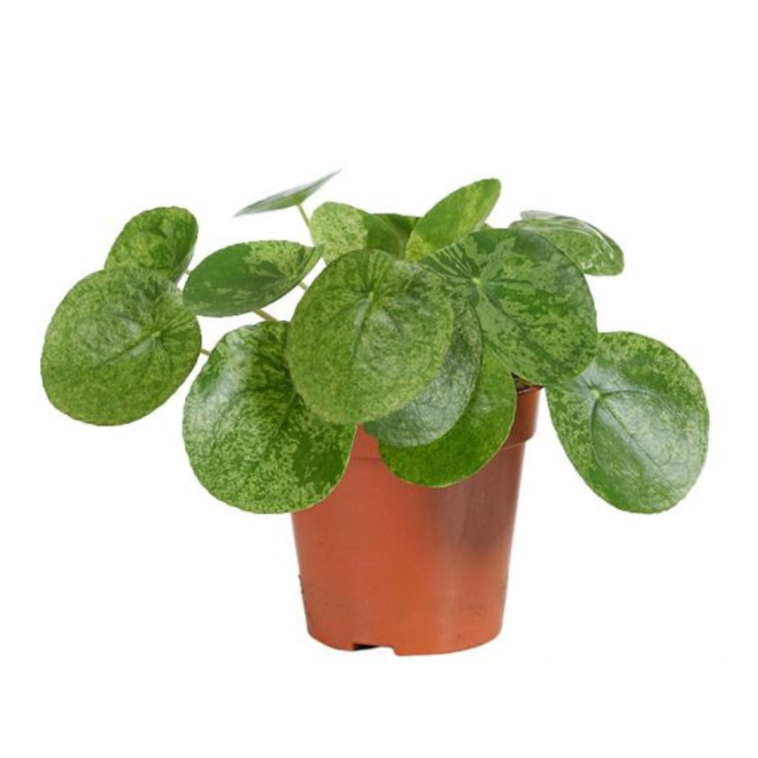 Pilea Mojito