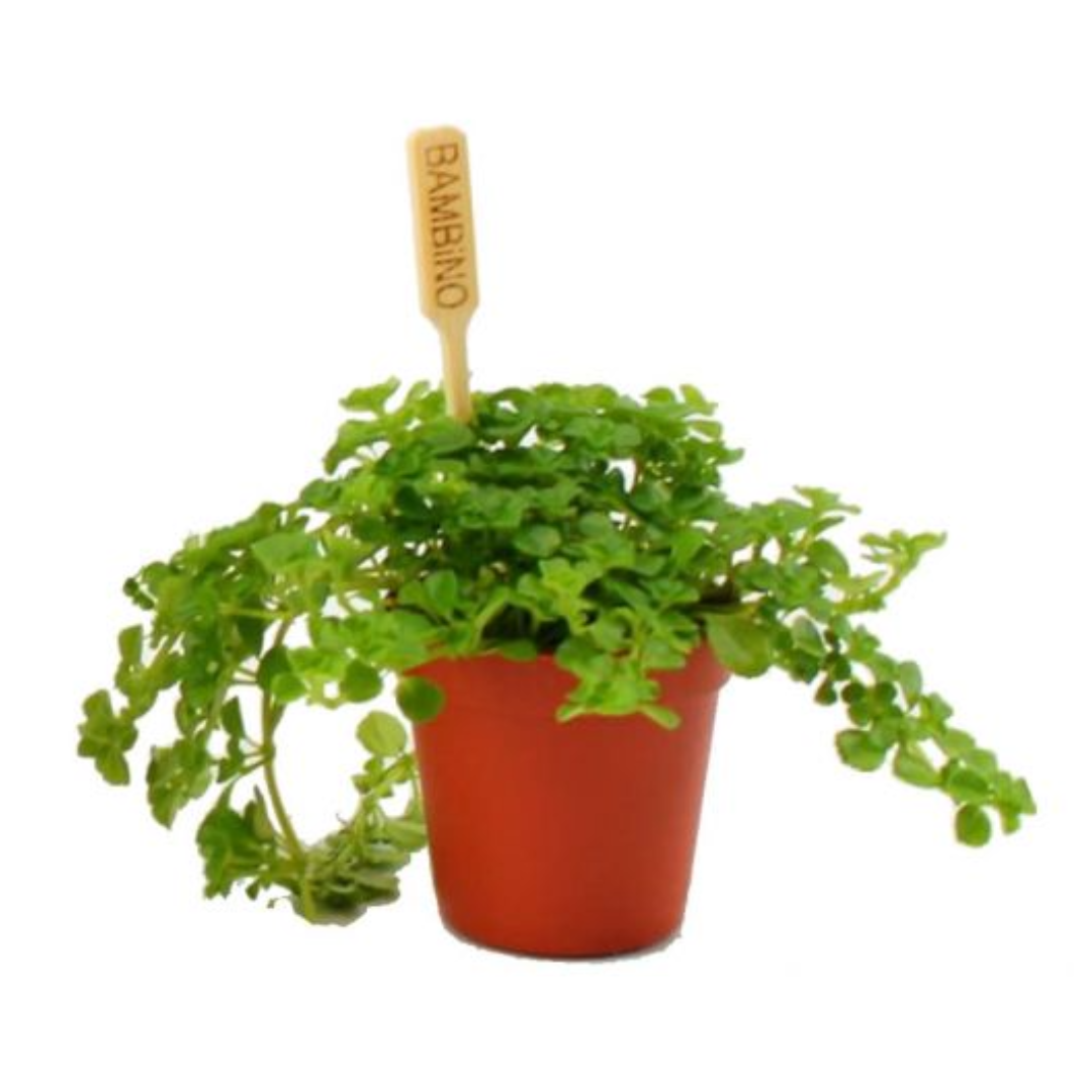 Pilea Depressa