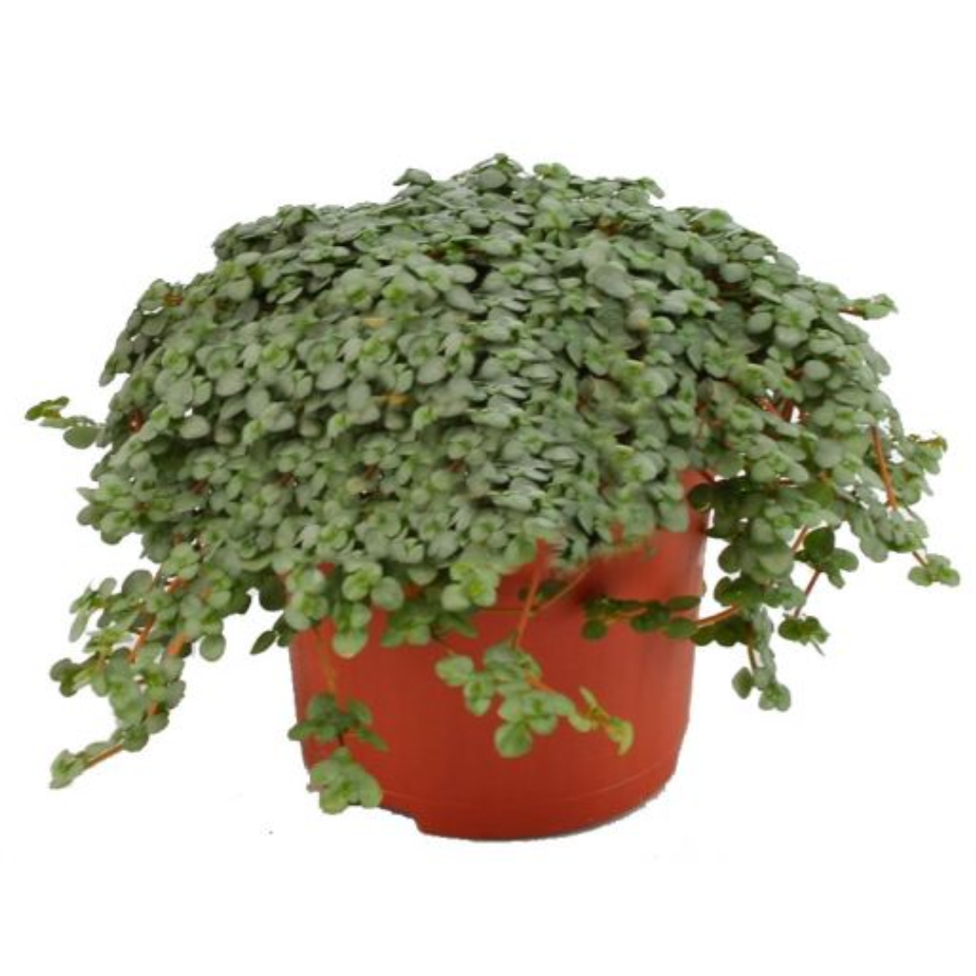 Pilea Glauca