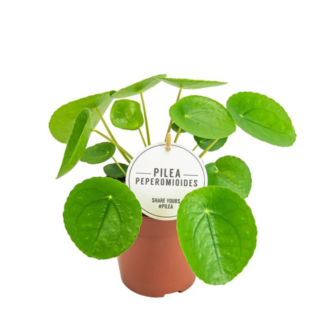 Pilea Peperomioides
