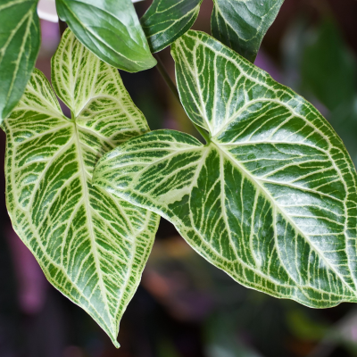 Syngonium Batik