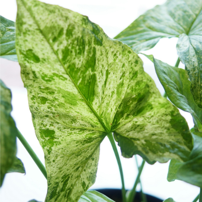 Syngonium Mottled