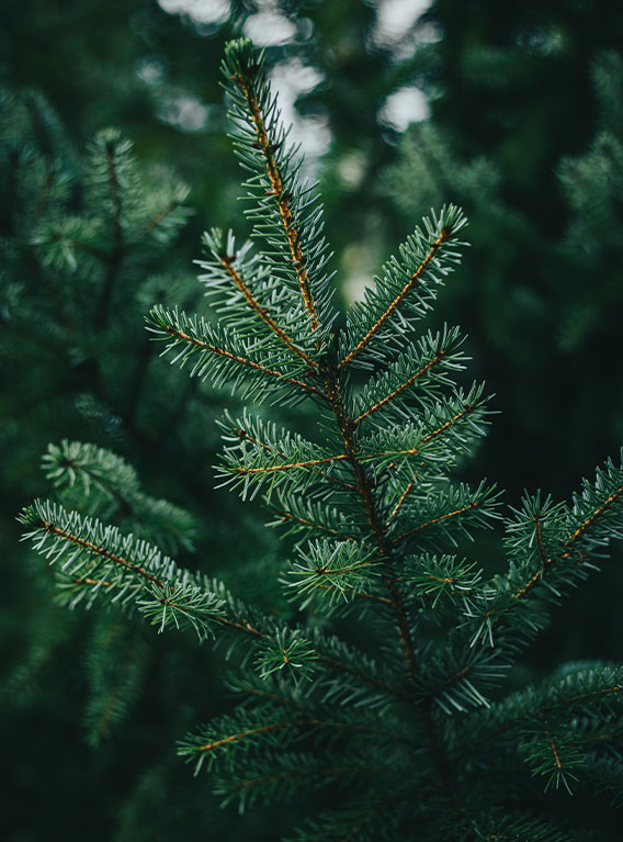 Echten Weihnachtsbaum kaufen Echten Weihnachtsbaum kaufen