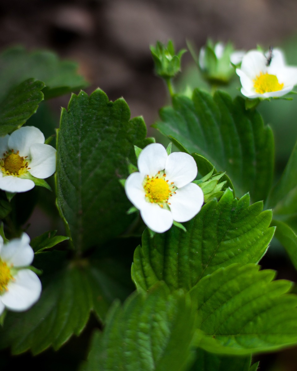 Blumen der Erdbeerpflanze