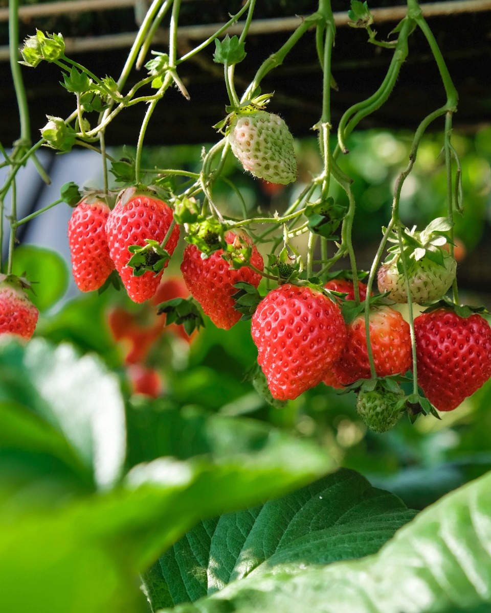 Anpflanzung von Erdbeeren