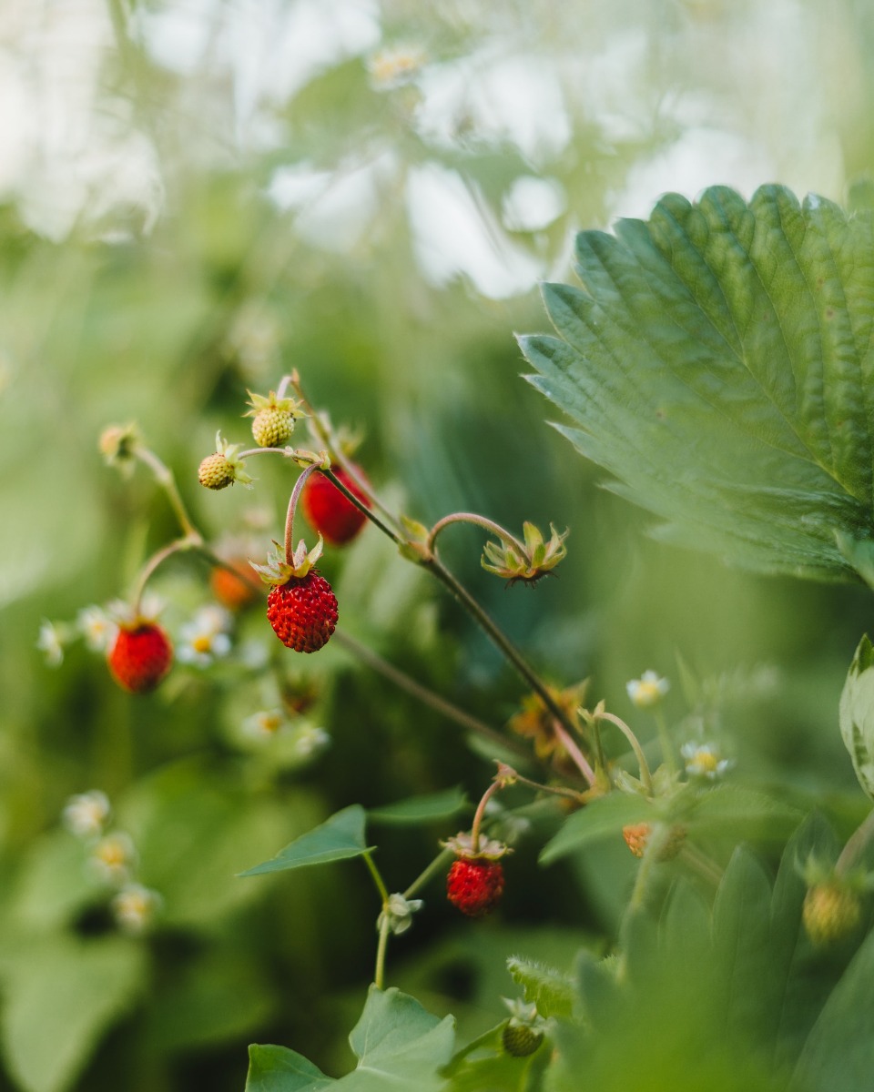 Ernährung für die Erdbeerpflanze