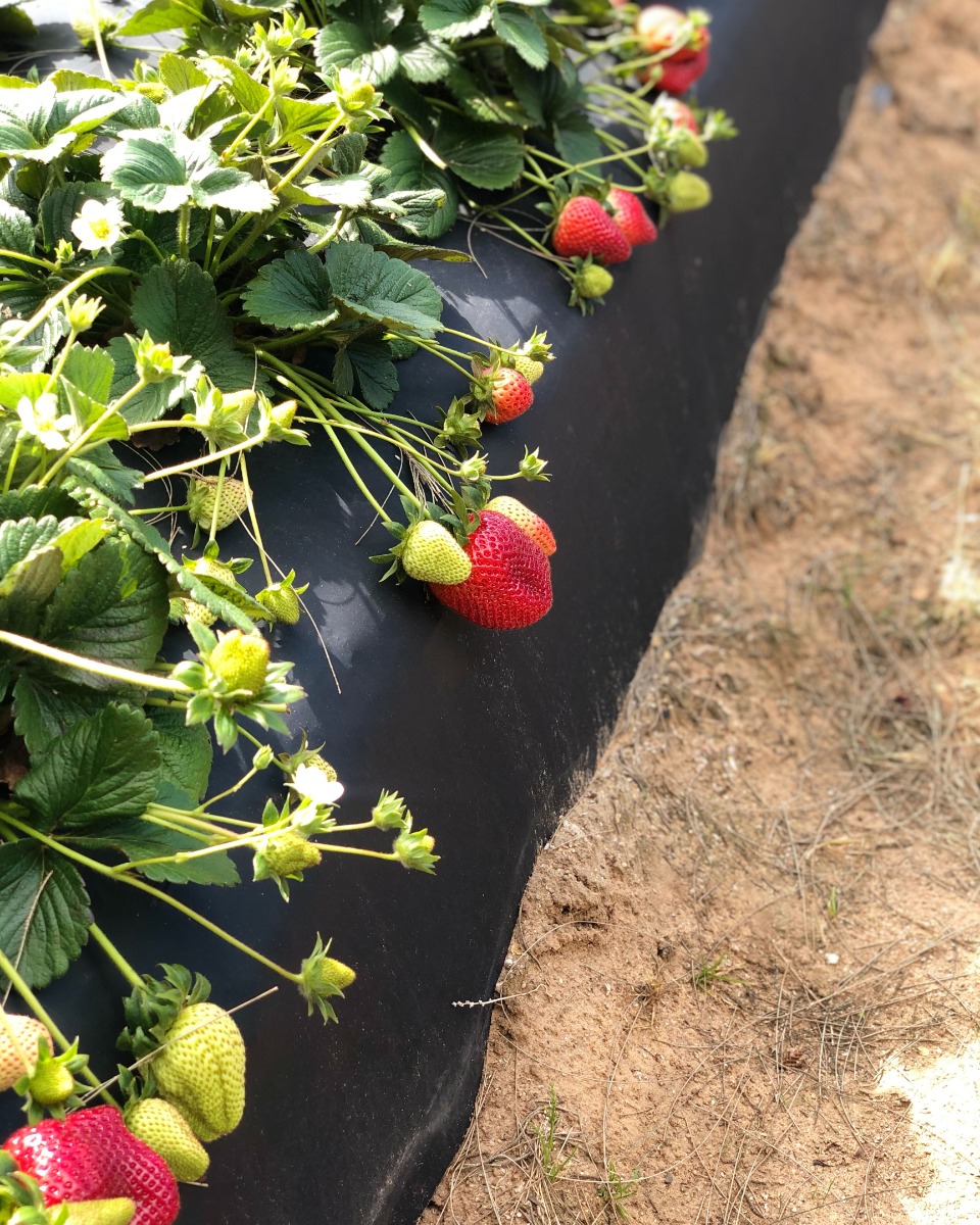 Pflege von Erdbeerpflanzen