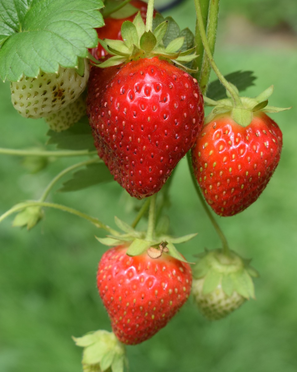 Erdbeerpflanze Fragaria × ananassa