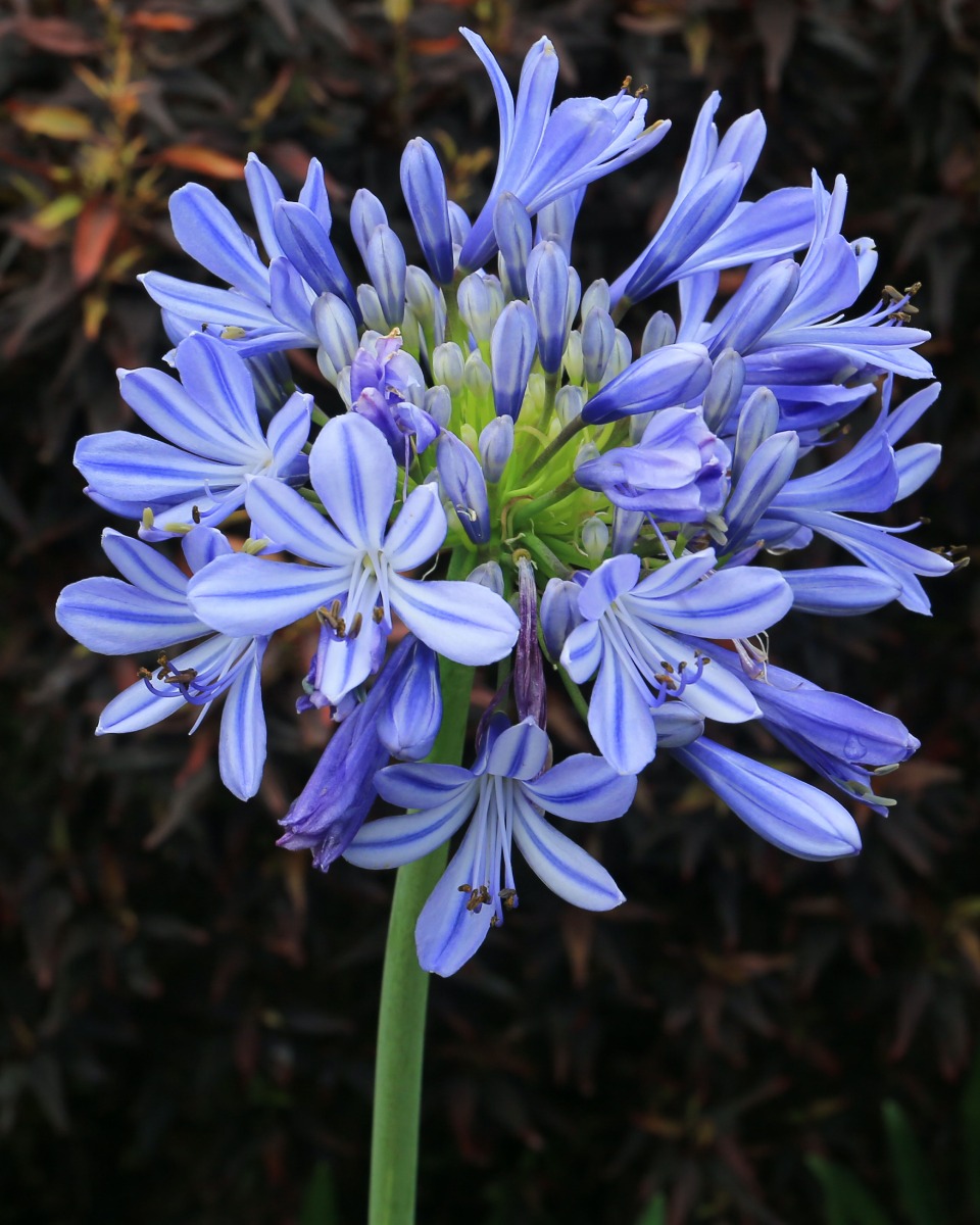 Ernährung für die Agapanthus Ernährung für die Agapanthus