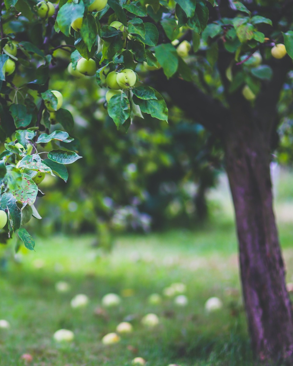 https://www.123zimmerpflanzen.de/media/wysiwyg/Tuinplanten/Appelboom/apfelbaum-platze.jpg