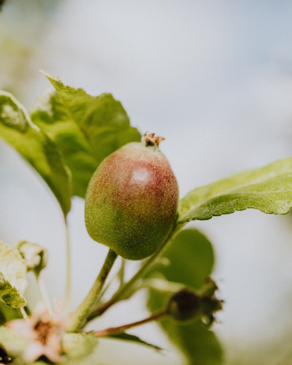 Der Apfelbaum Malus domestica