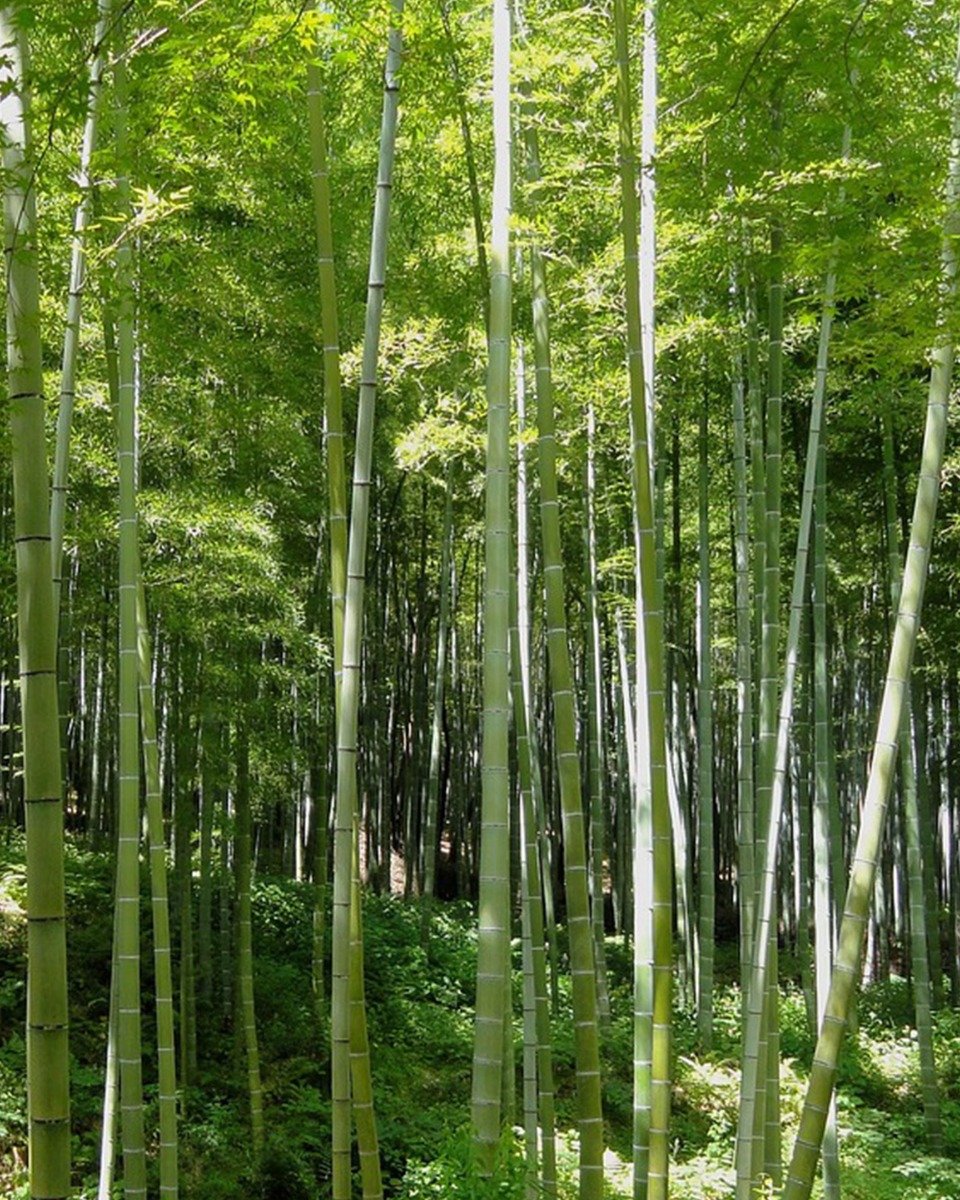 Standort des Bambus