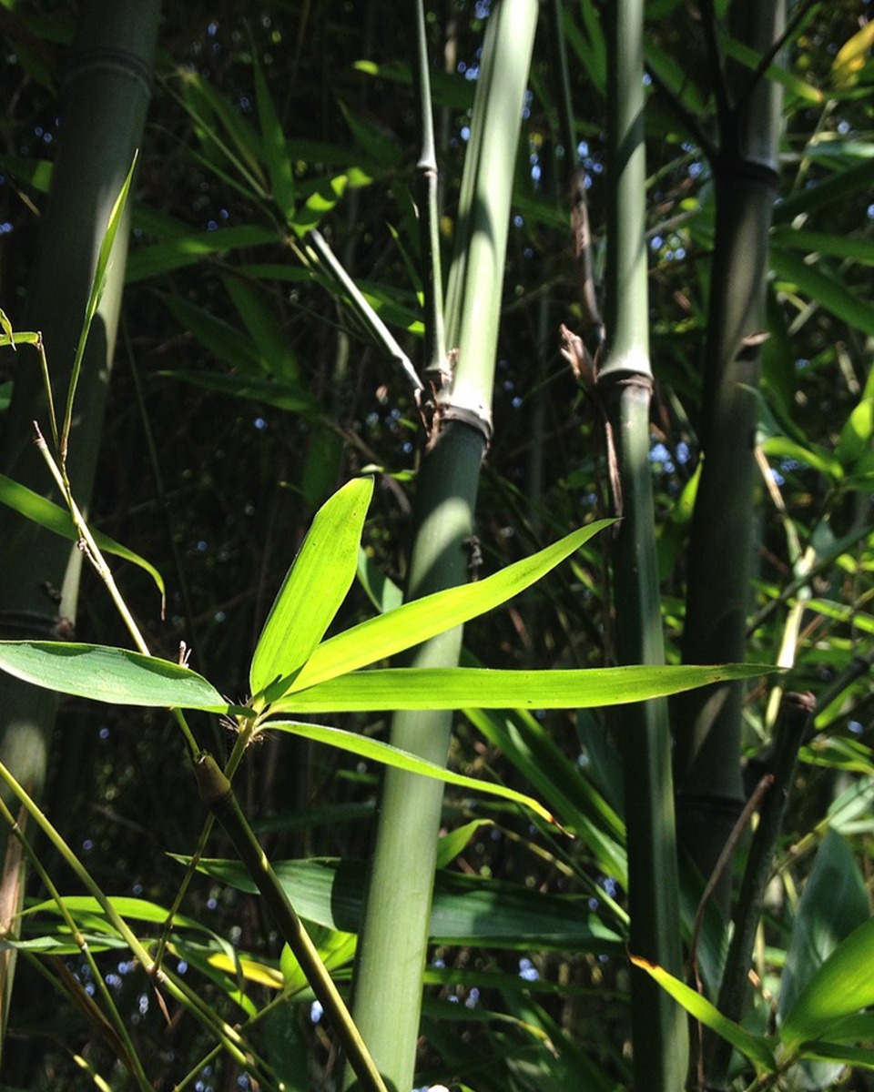 Pflege von Bambus
