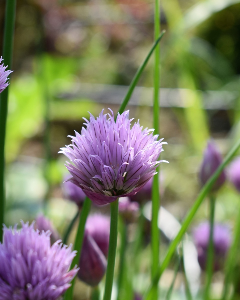 Schnittlauchblume