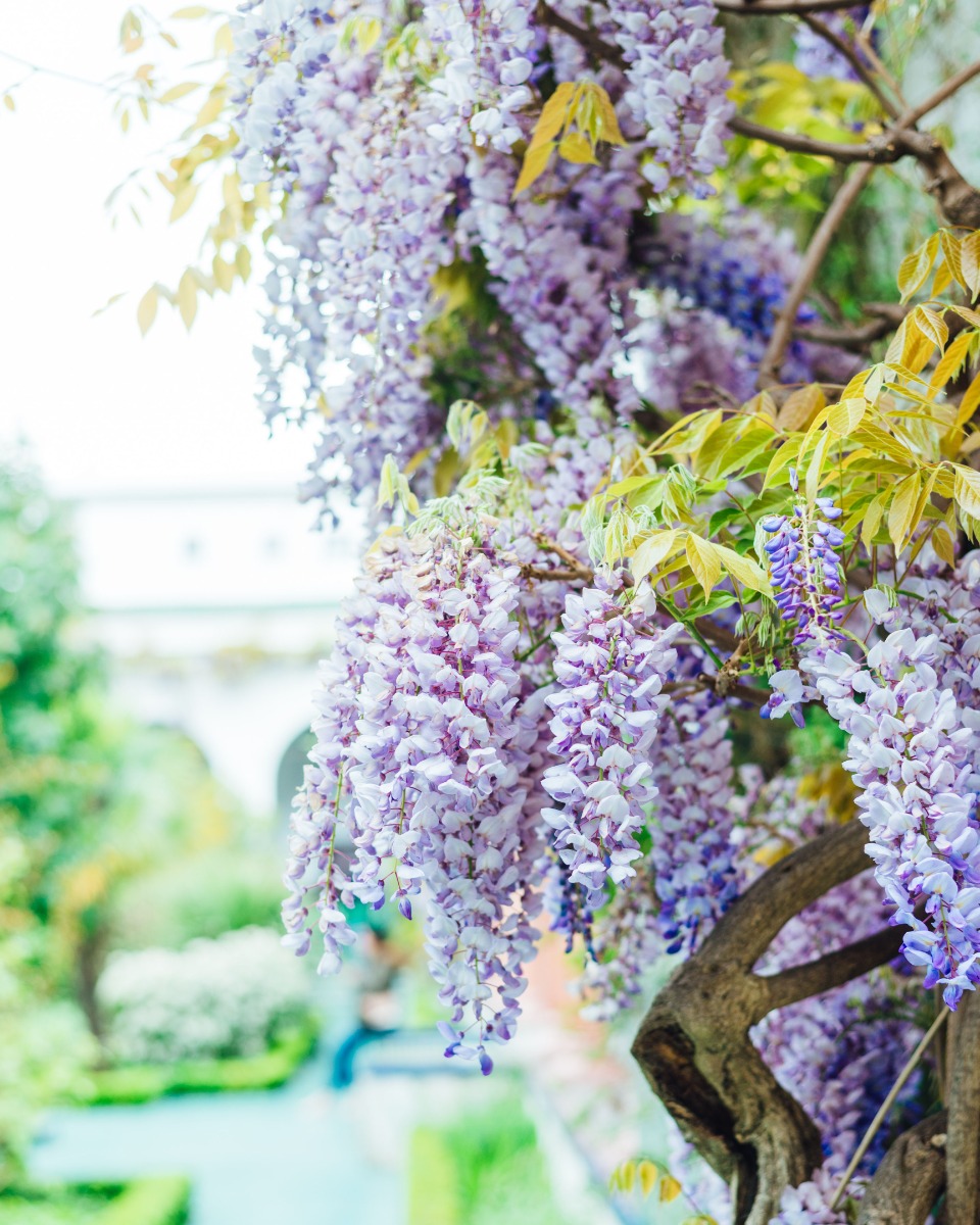 Wisteria sinensis