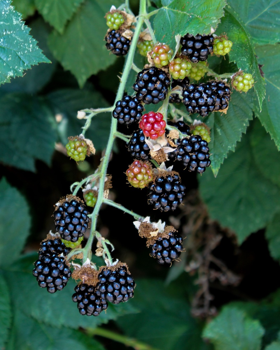 Ernährung für den Brombeerstrauch