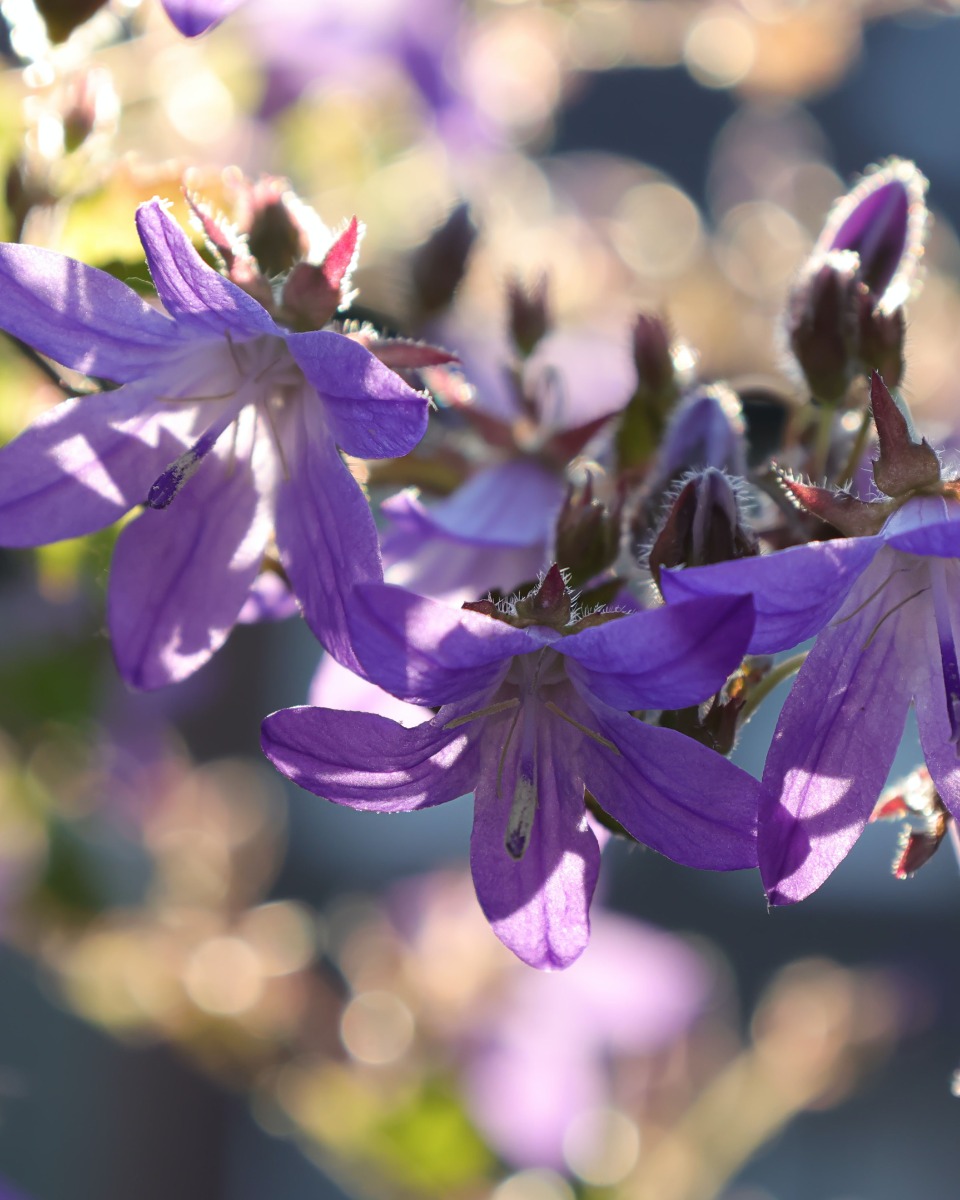 Campanula Blume