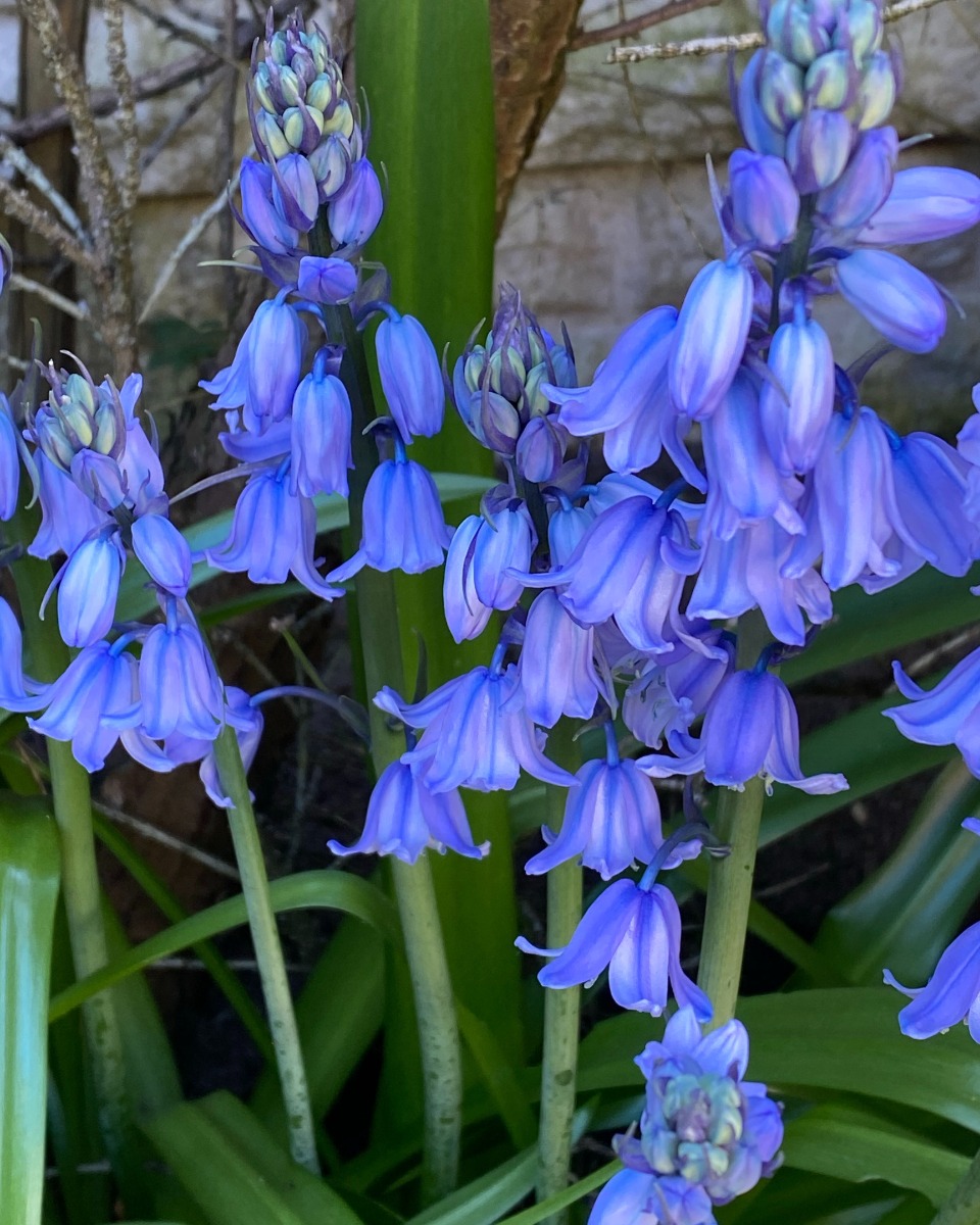 Nahrung für die Campanula 