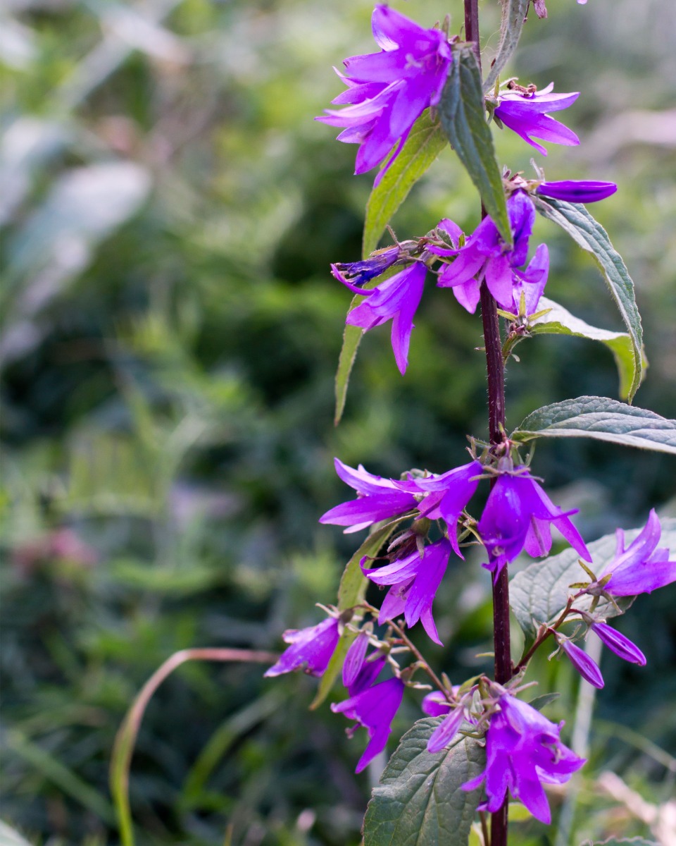 campanula-pflanzen