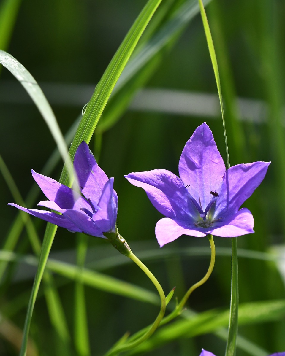 Glockenblume