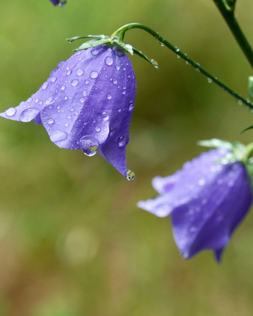 Campanula gießen