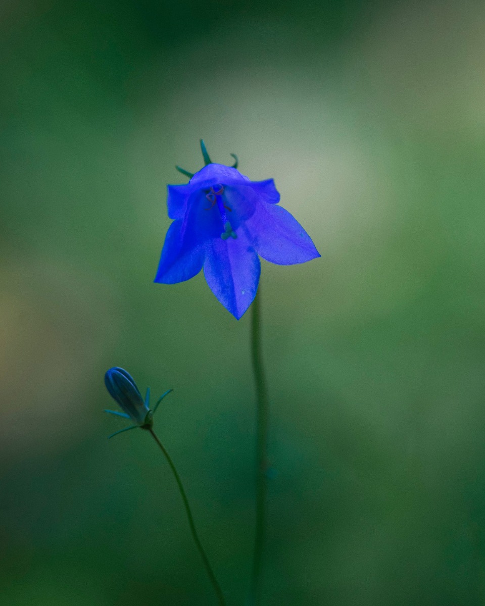 Pflege von Campanula