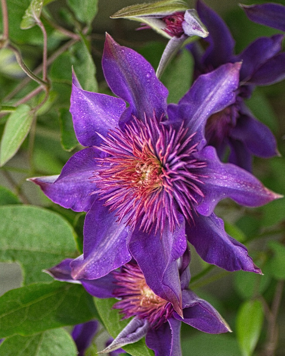 Standort der Clematis