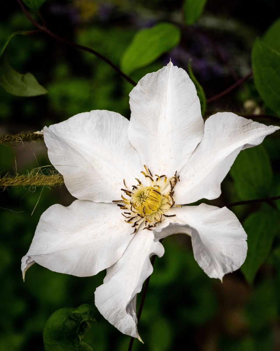 Nahrung für Clematis