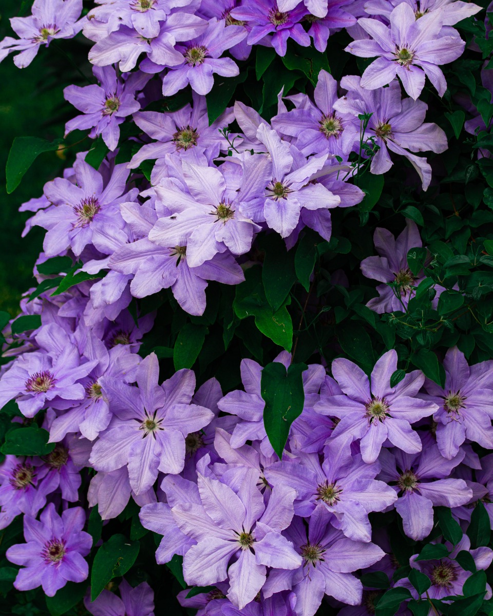 Clematis gießen