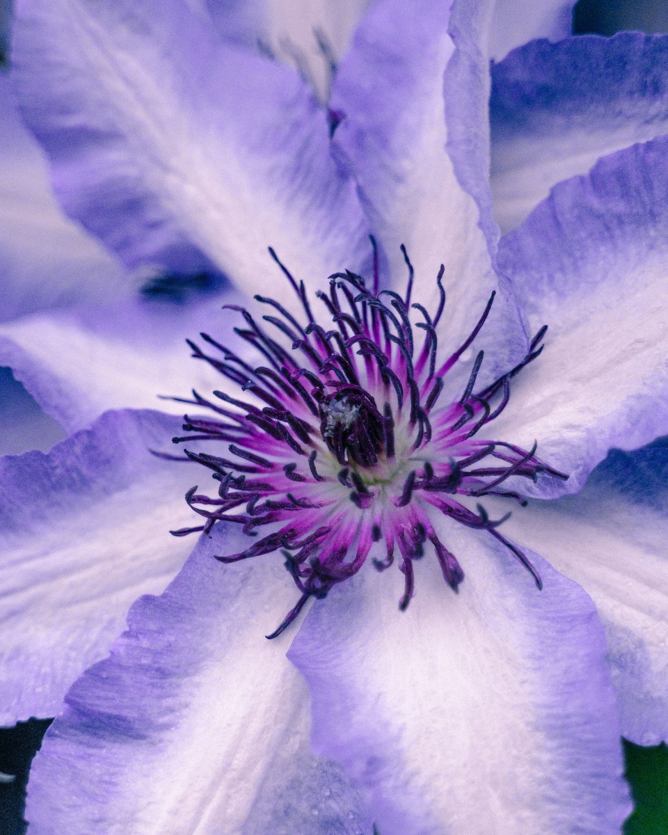 Clematis-Blüten