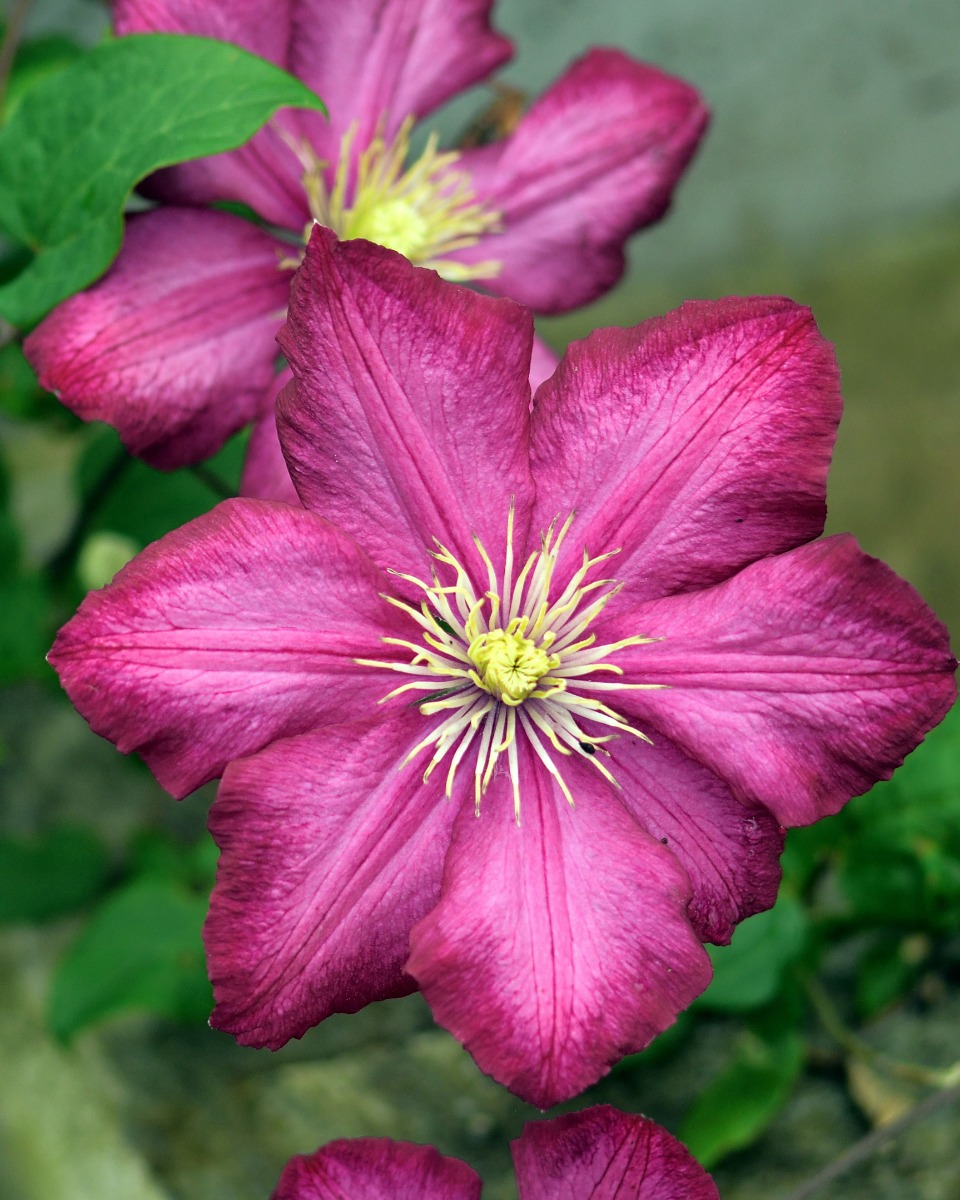 Pflege der Clematis