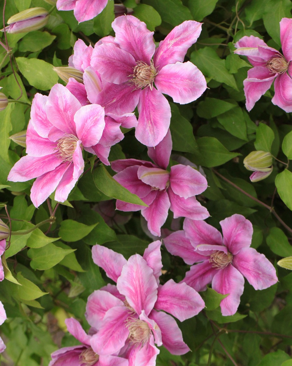 Clematis pflanzen