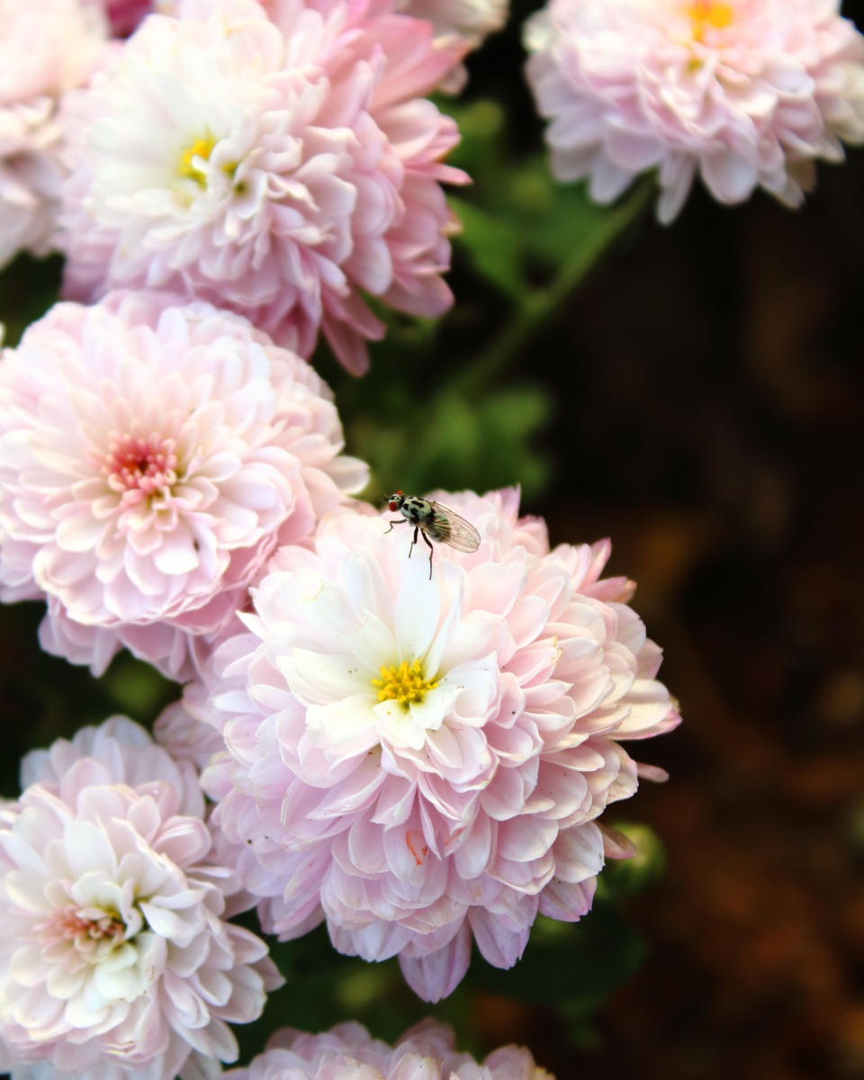 Blumen der Dahlie