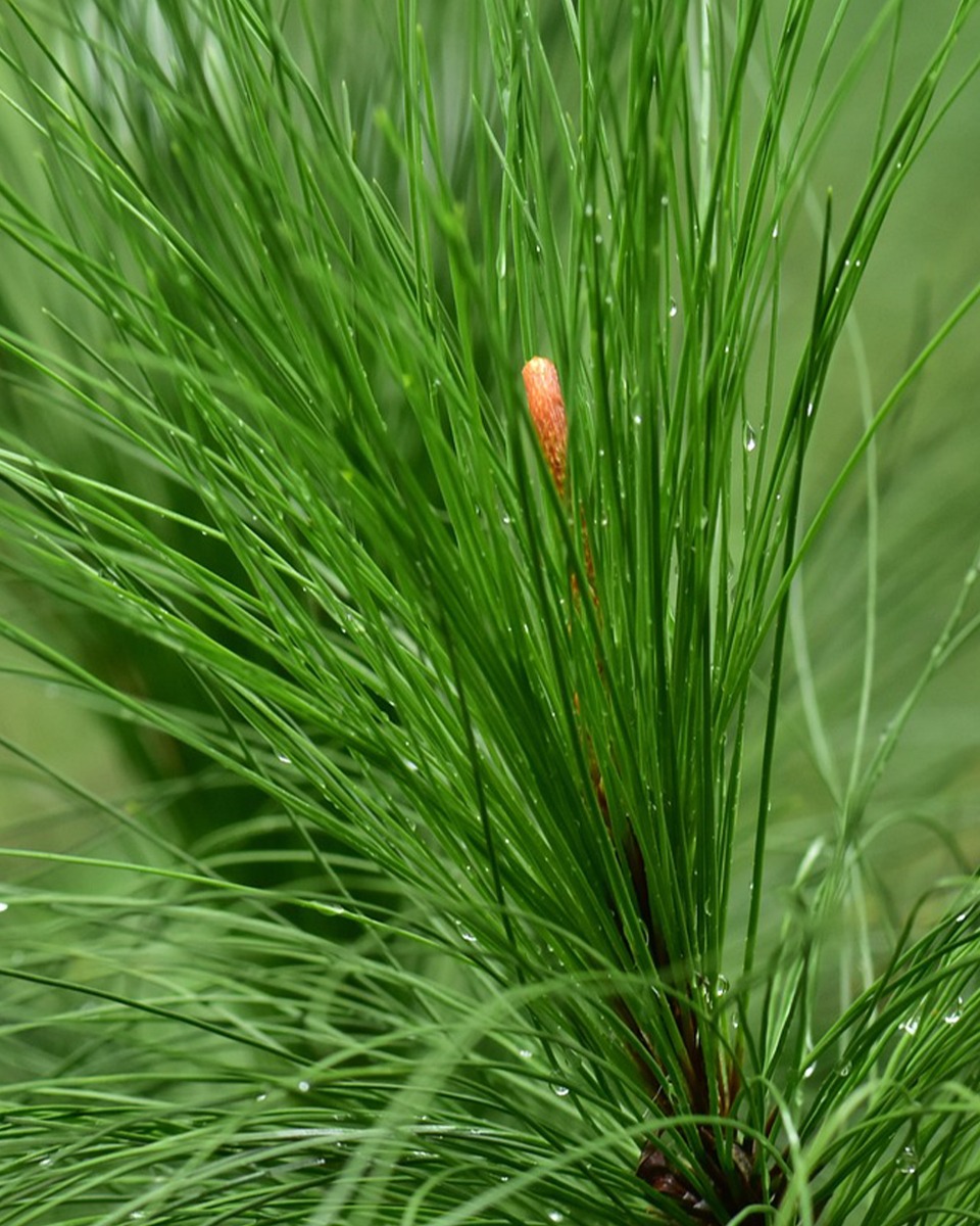 Nahrung für den Kiefernbaum 