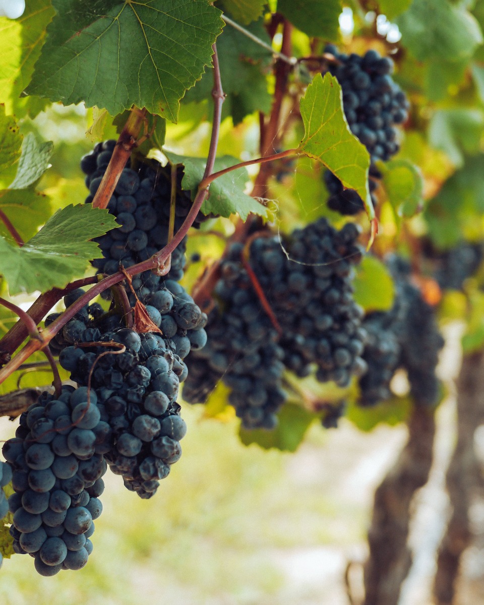 Anpflanzung von Weintrauben