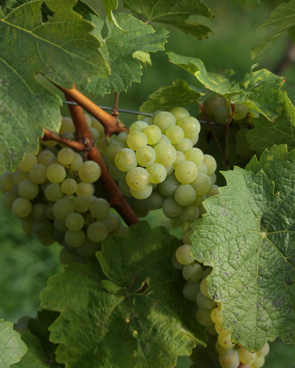 Ernährung der Traubenpflanze 