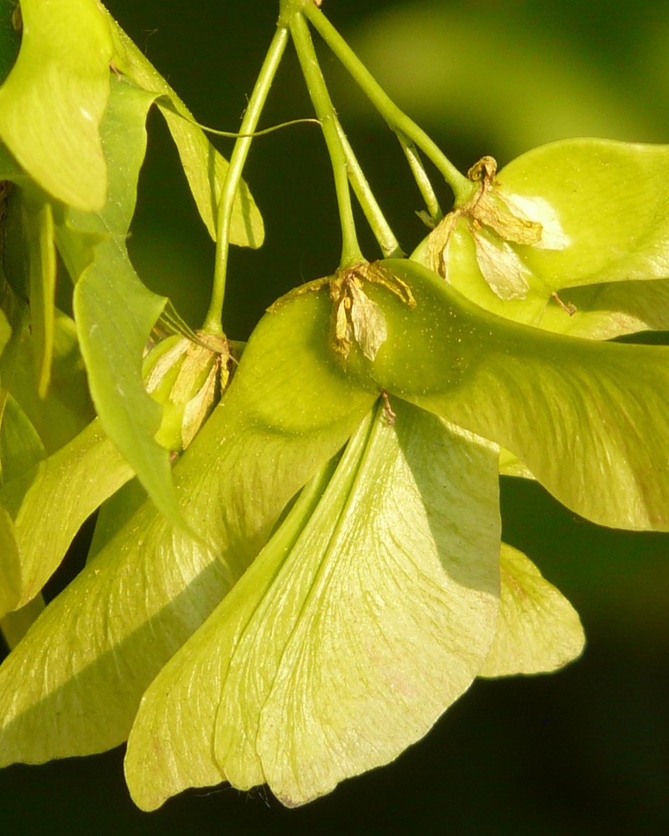 Blumen des Ahornbaums 