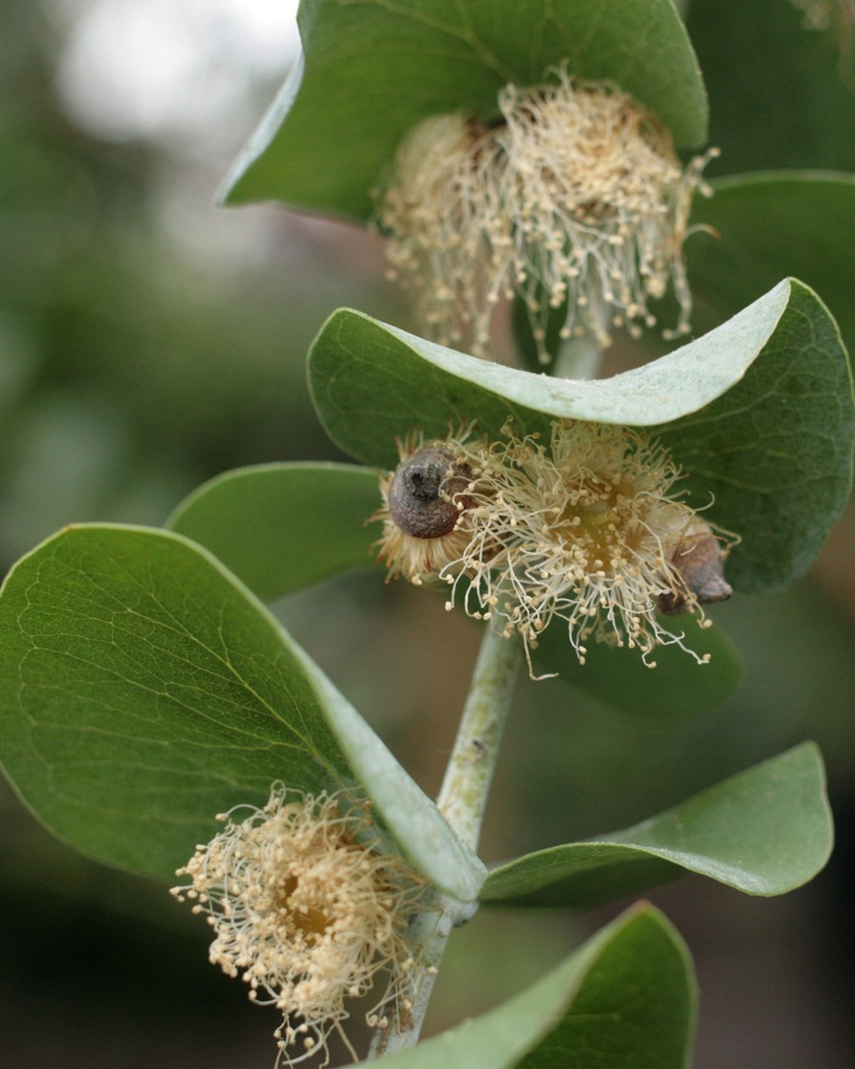 Eukalyptusblüten Eukalyptusblüten