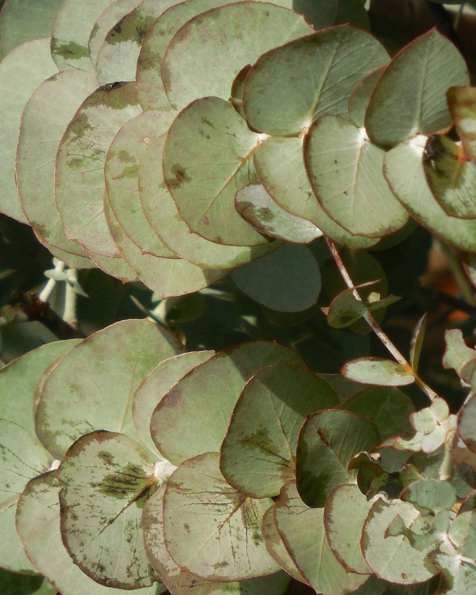 Pflege von Eukalyptus