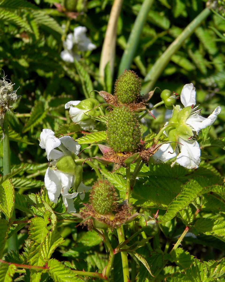 Blumen des Himbeerstrauchs 