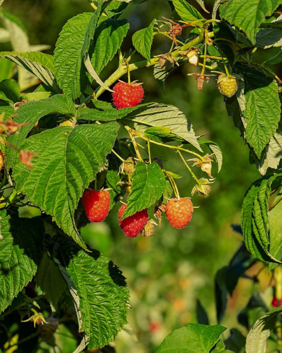 Ernährung für den Himbeerstrauch 