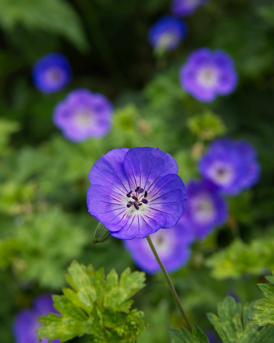 Geranium Pflanzen