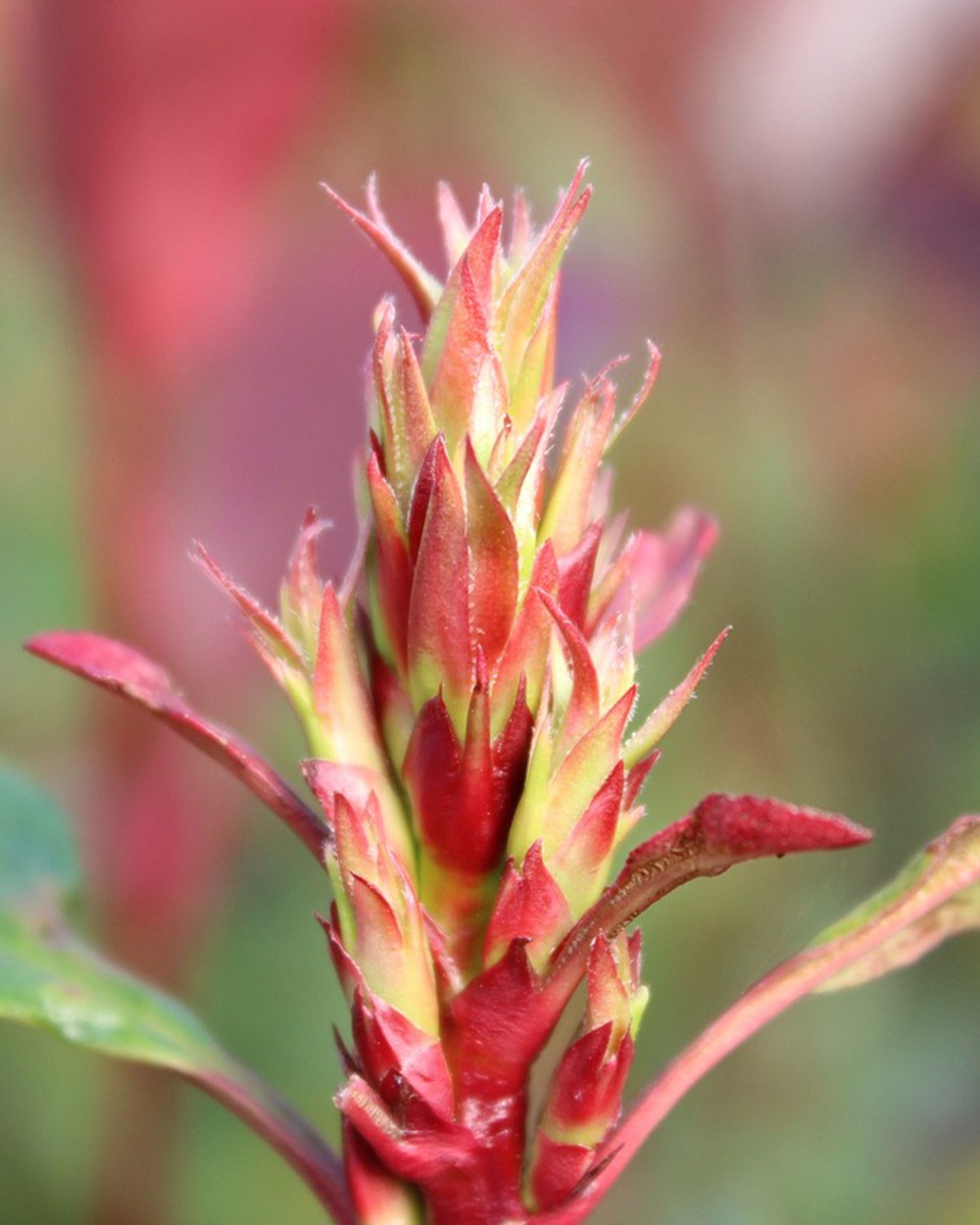 Blumen der Glanzmispel