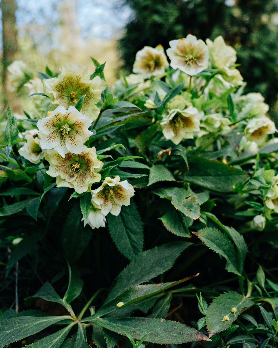 Ernährung für den Helleborus 