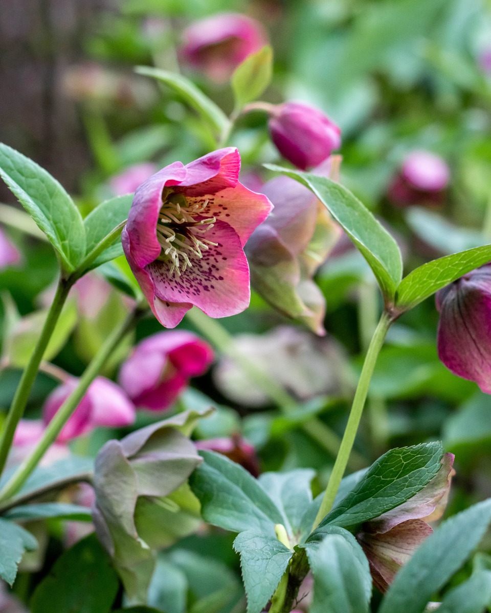 Helleborus pflanzen