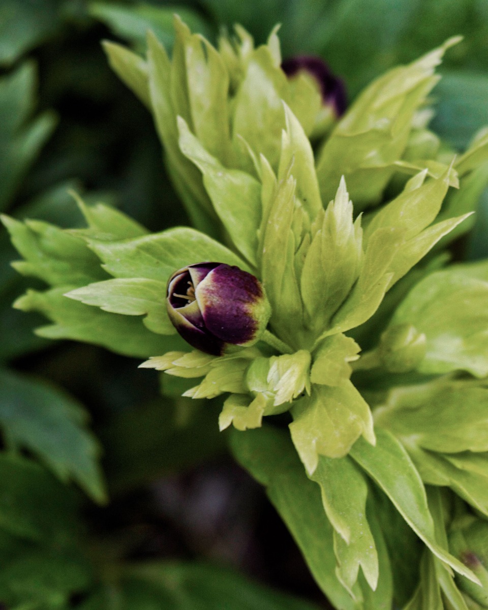 Pflege von Helleborus