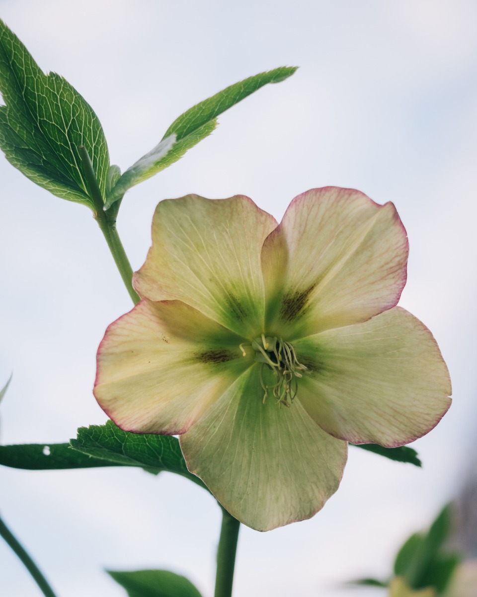 Helleborus gießen