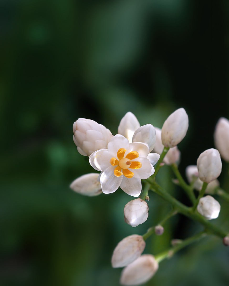 Himmlische Bambusblüten 